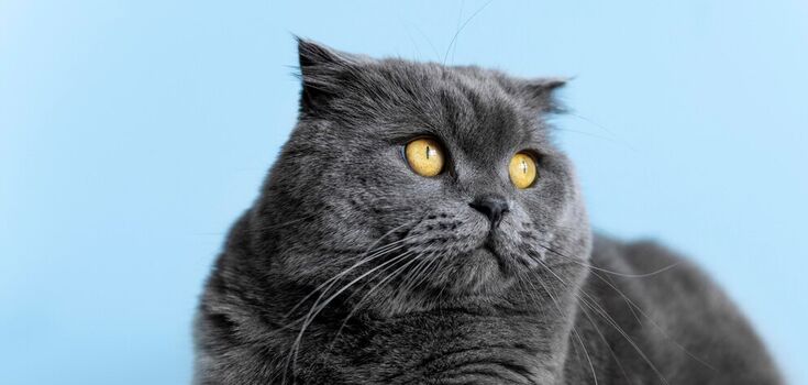 How to keep a cat occupied if you don't have special toys: a simple object will save the day