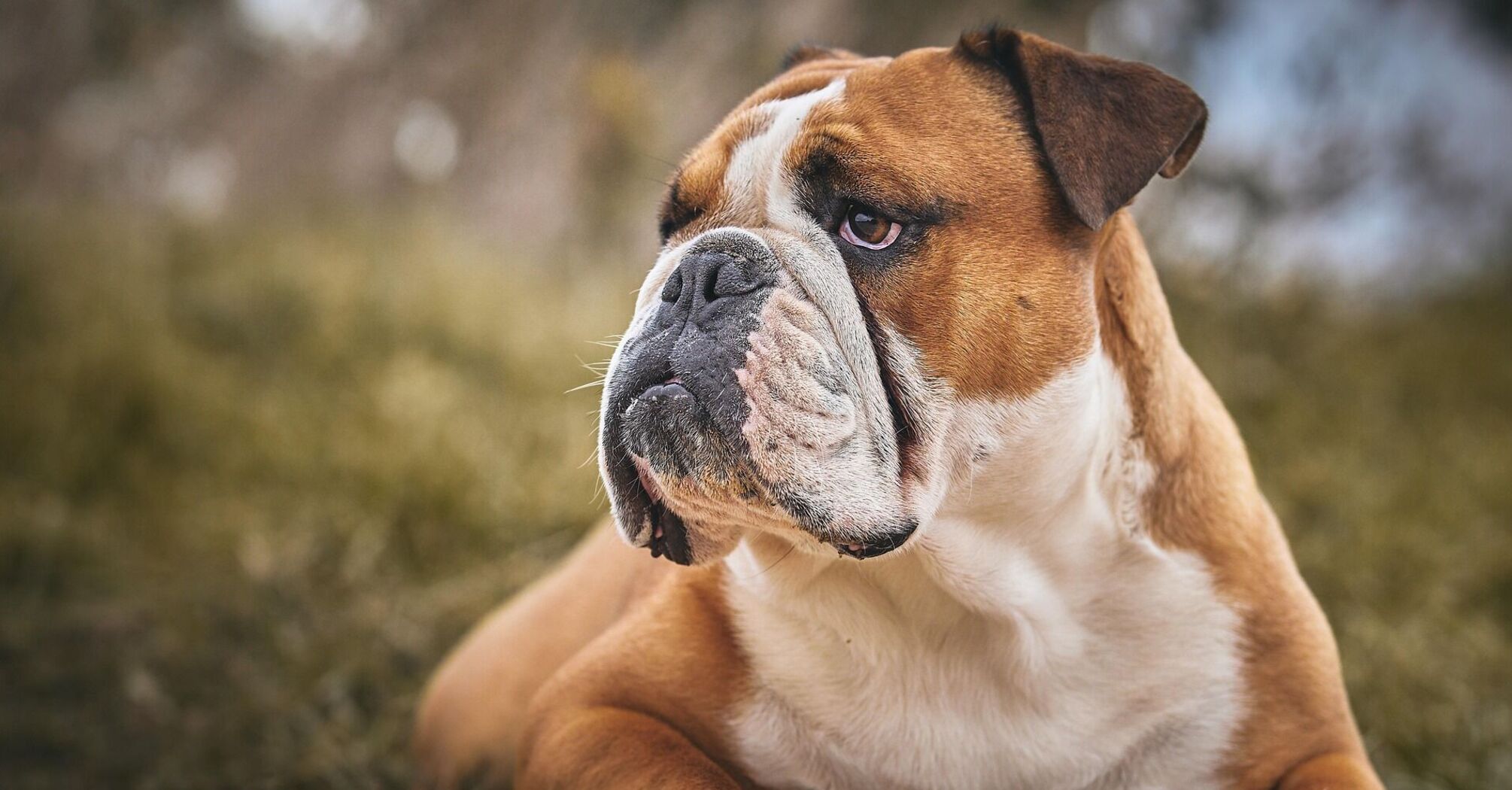 Dogs that get along well with cats: The 7 friendliest breeds