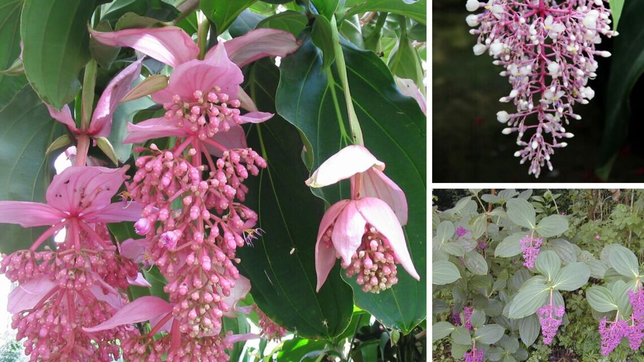 An alternative to orchids: how to grow a medinilla flower at home