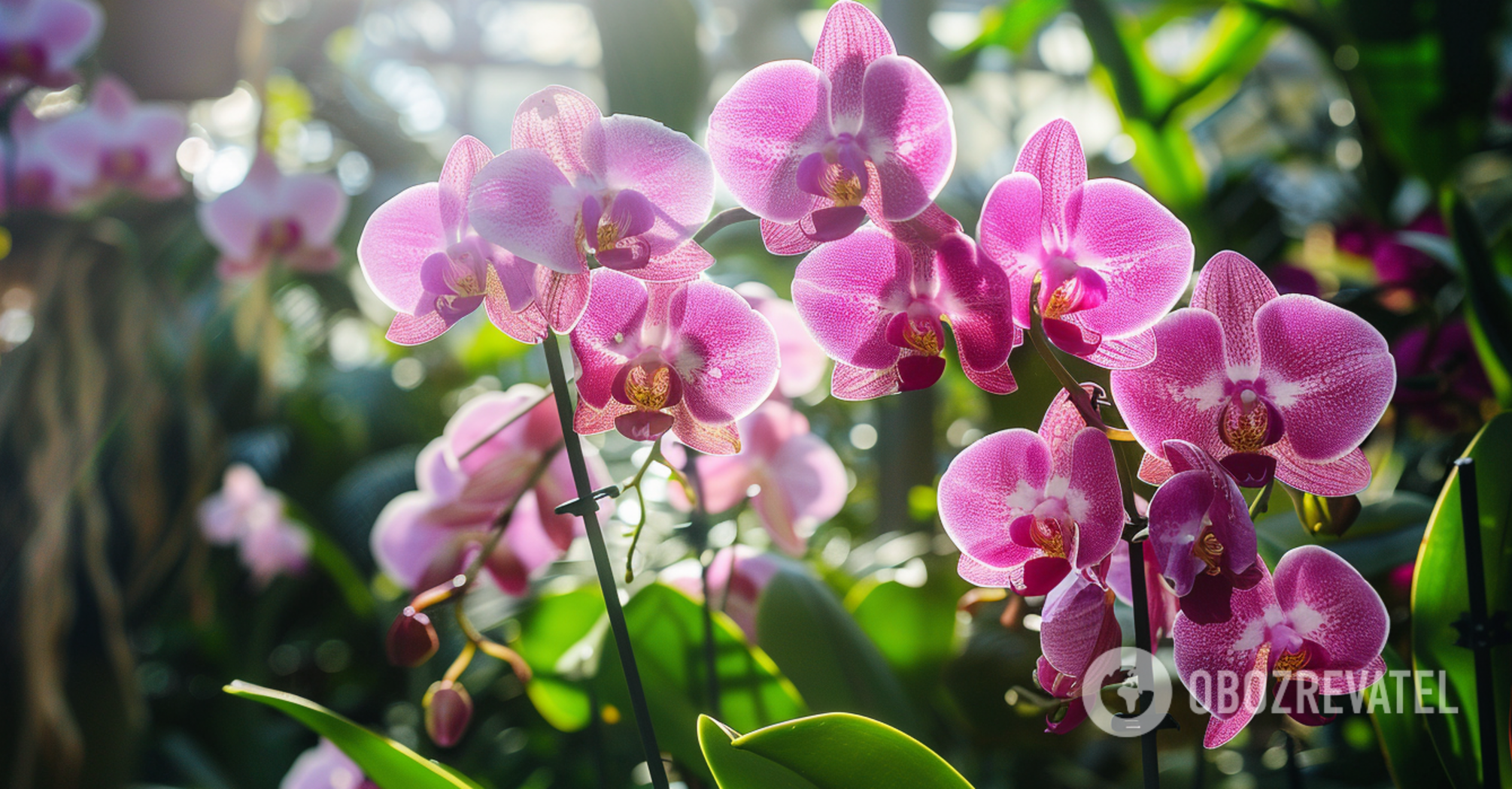 How to make an orchid bloom more often and more magnificently: the golden rule