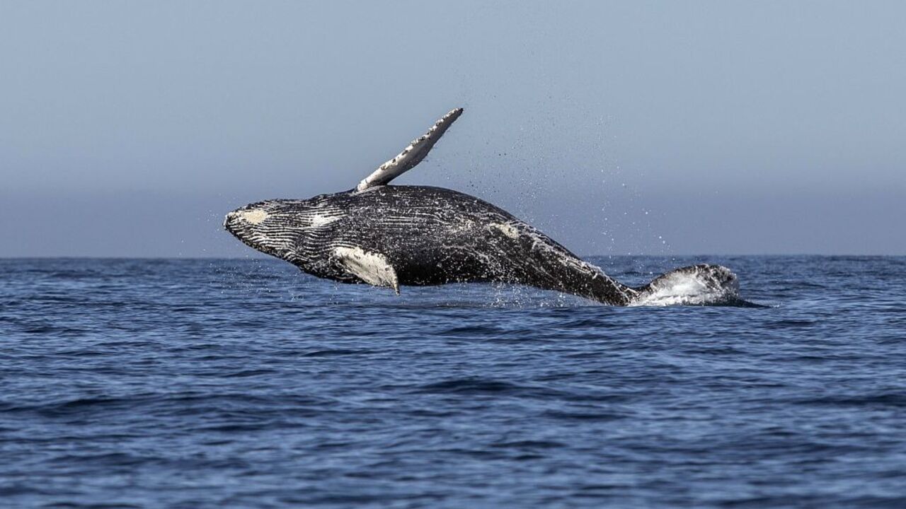Impressive video: a whale swallowed a man and then spat him out