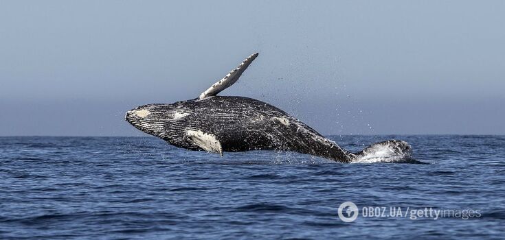 Impressive video: a whale swallowed a man and then spat him out