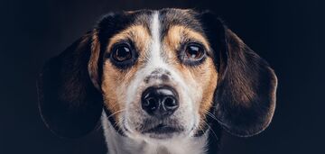 To rani ich uczucia: weterynarz wymienił cztery rzeczy, których nie należy robić psom