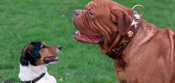 Weterynarz wymienia pięć ras psów o najkrótszej oczekiwanej długości życia: jeden z nich żyje tylko 5 lat