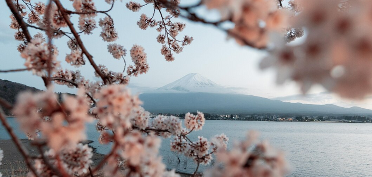 Don't miss the cherry blossom: where to go to admire it in 2025