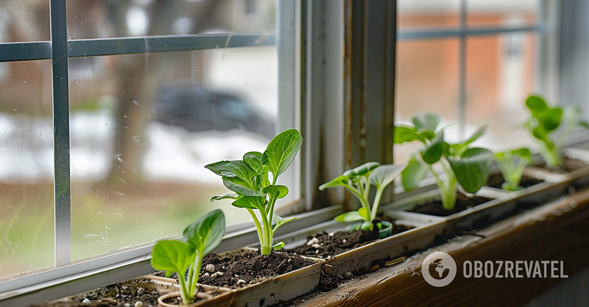 How to germinate pepper seeds quickly: tips for gardeners