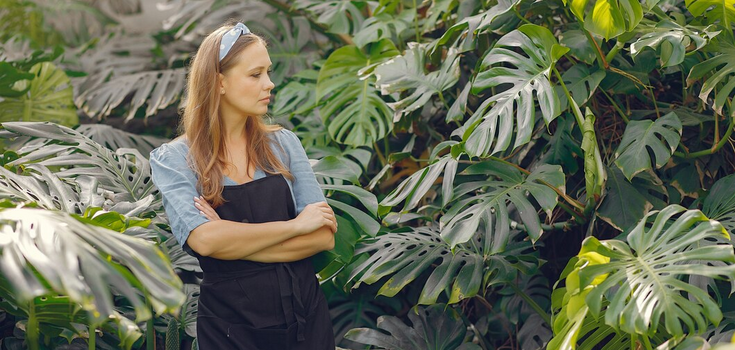 How to improve the growth of a "lazy" monstera: an easy way