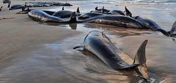 Ponad 150 wielorybów wyrzuciło na brzeg Australii: 90 z nich zostanie poddanych eutanazji. Dlaczego "dobra śmierć" to najlepsze wyjście