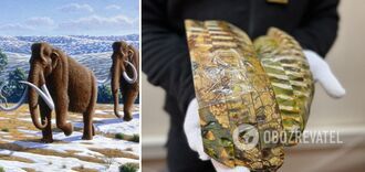 Zęby mamuta próbowano wysłać z Ukrainy do USA jako "dzieła artystyczne" za 10 dolarów. Szczegóły i zdjęcia