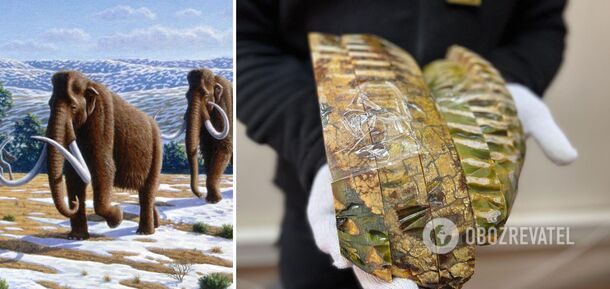 Mammoth teeth were attempted to be sent from Ukraine to the U.S. as "artistic workpieces" for $10. Details and photos
