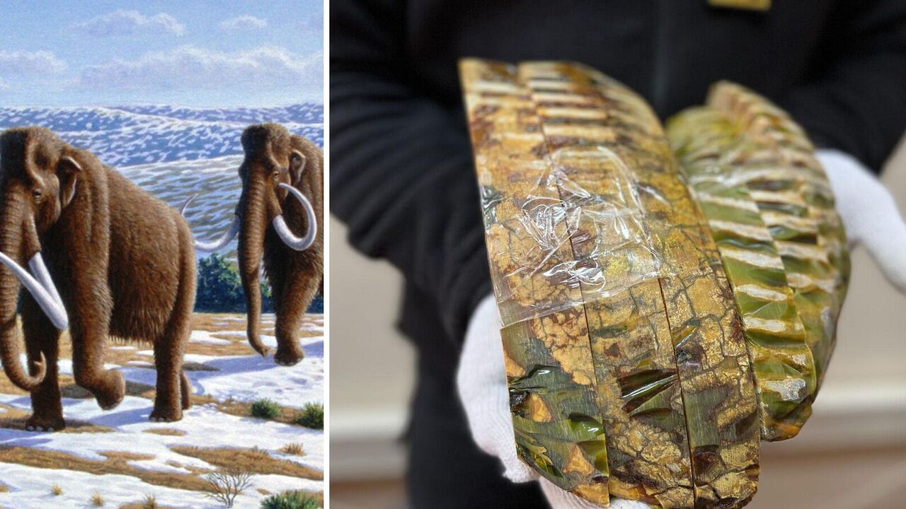 Mammoth teeth were attempted to be sent from Ukraine to the U.S. as "artistic workpieces" for $10. Details and photos