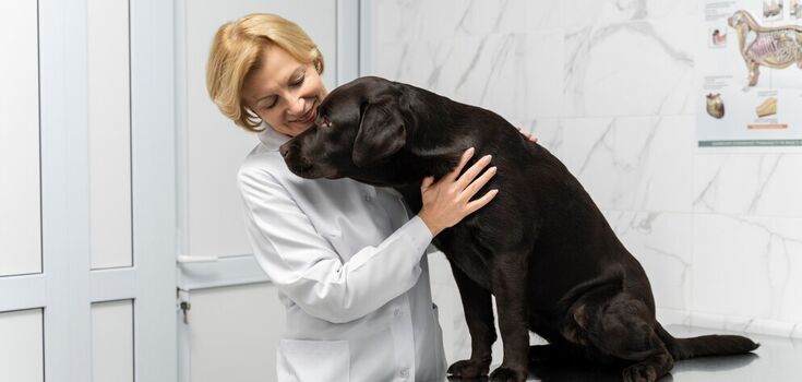 Veterinarians have named the "red flag" symptoms in dogs and cats: you should immediately go to the doctor