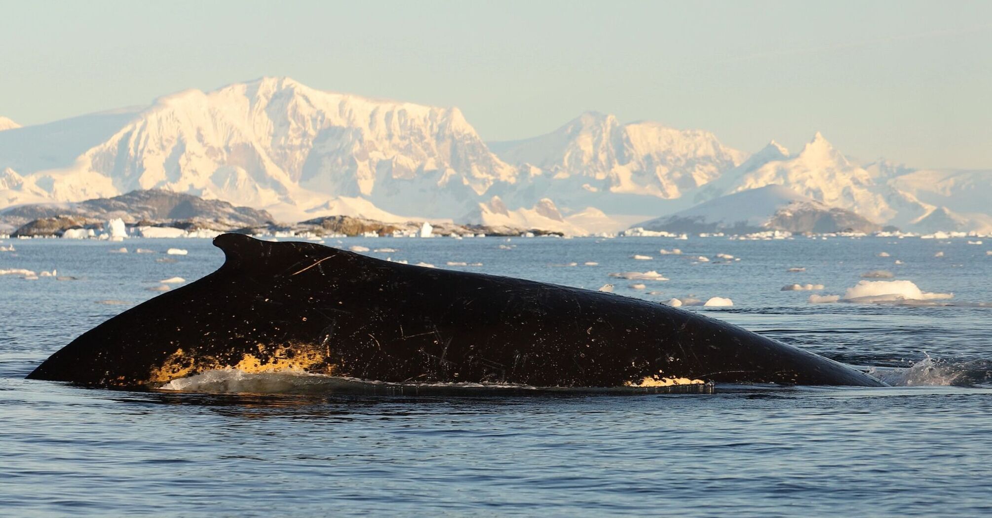 The whale made fountains and turned upside down: it played a fascinating game with Ukrainian polar explorers. Video