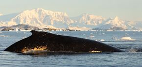 The whale made fountains and turned upside down: it played a fascinating game with Ukrainian polar explorers. Video