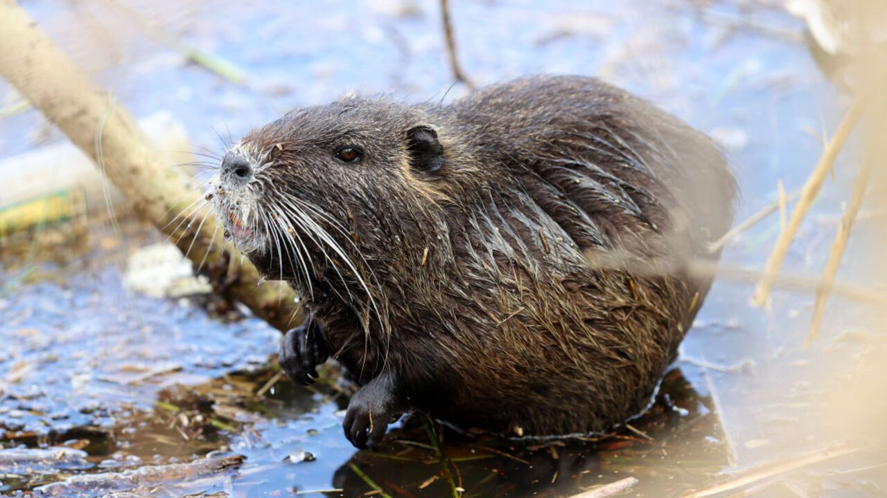 At least 100 nutria spotted in Odesa region national park: bewildered scientists appeal to people. Photos, videos