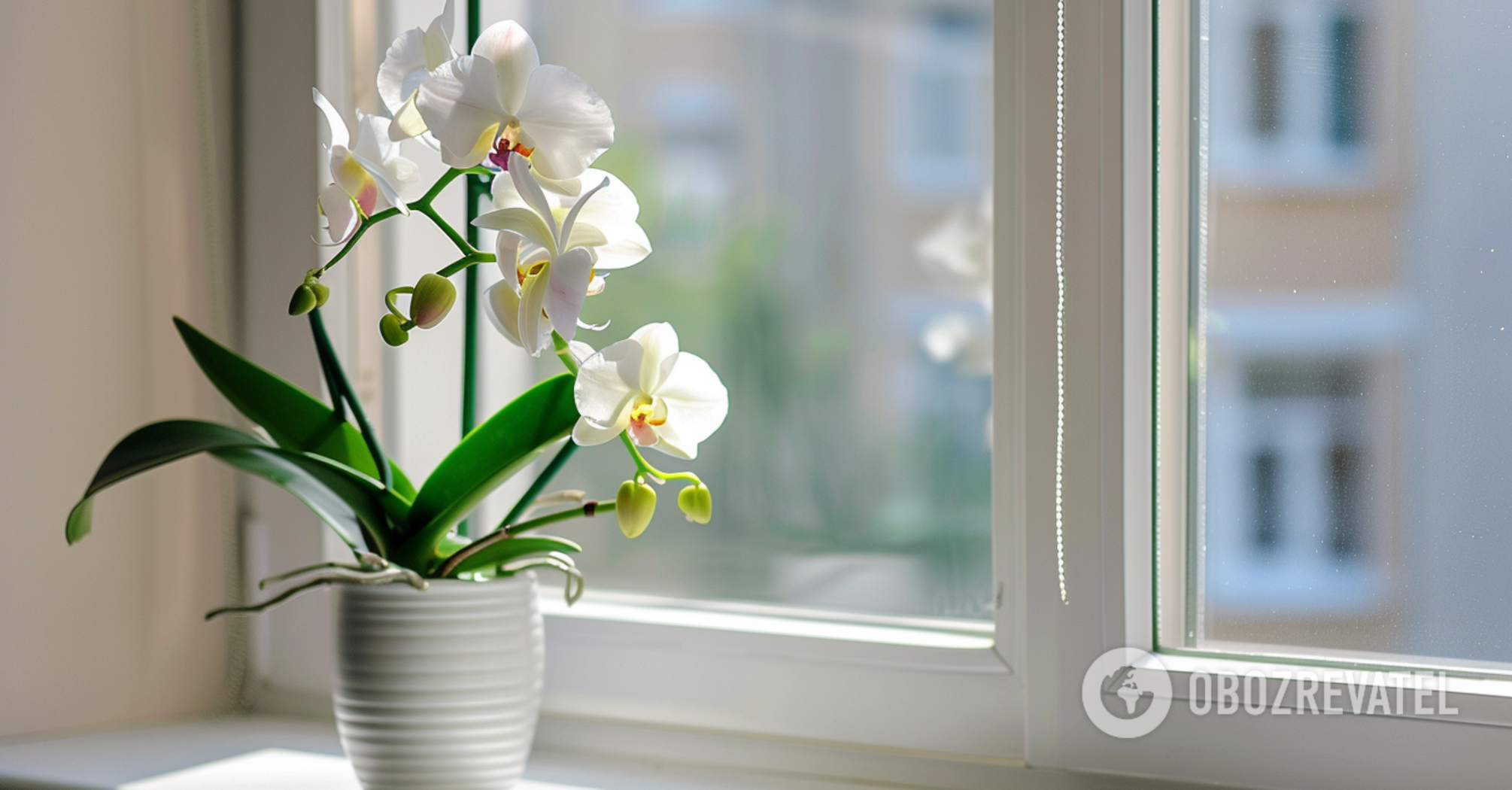 How to fertilize an orchid before spring: tips for beginners