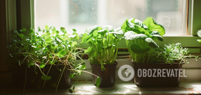 W czym uprawiać sadzonki: najlepsze opcje