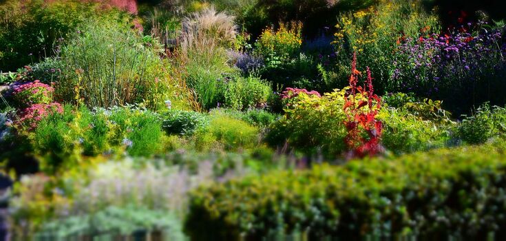 How to prolong the flowering of perennials for whole six months: there is just one important rule
