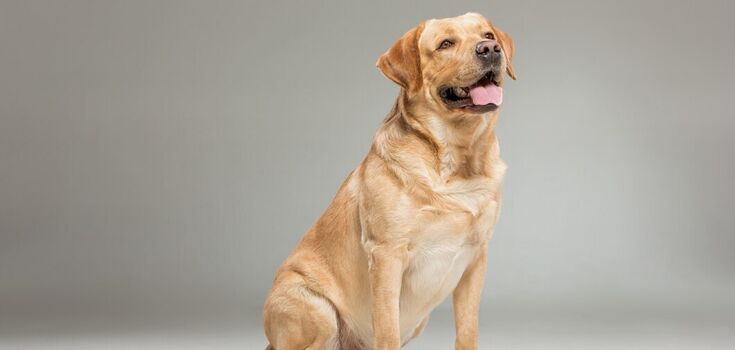 What to do if your dog faints: medical advice