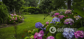 Będzie jak na obrazku: jak nawozić hortensję