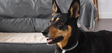 Lekarze weterynarii ujawnili prosty sposób na rozmowę z psem