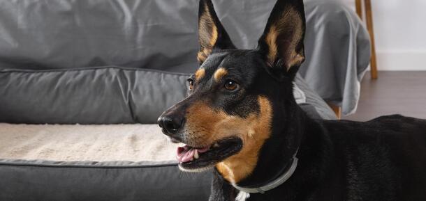 Veterinarians have revealed an easy way to talk to your dog