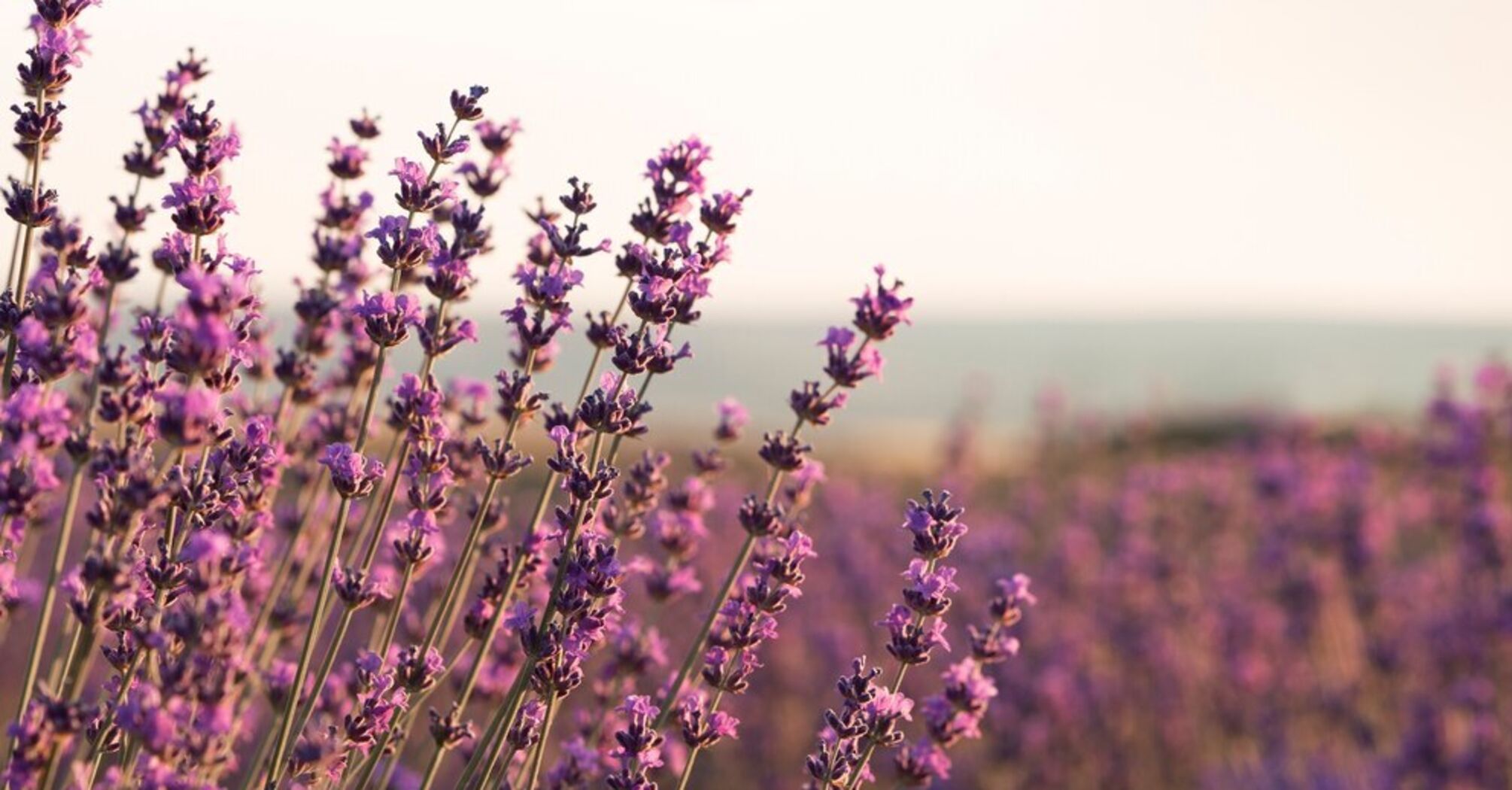 What to feed lavender with to make it bloom lushly