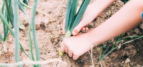 Kiedy sadzić cebulę wiosną: jakie warunki są potrzebne