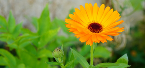 Jaki kwiat posadzić w ogrodzie, by skutecznie odstraszał owady