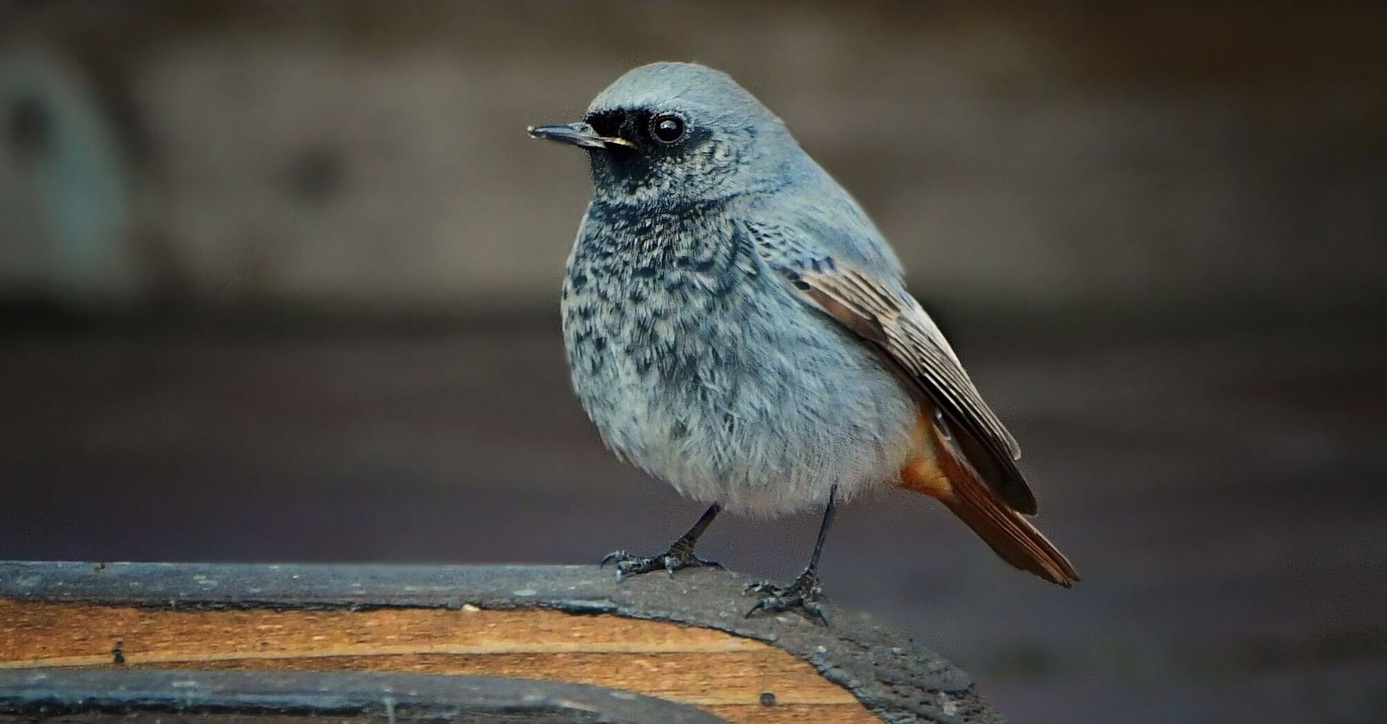 "How did it not freeze?" In Cherkasy, in the middle of winter, a bird was spotted that should not have been in Ukraine