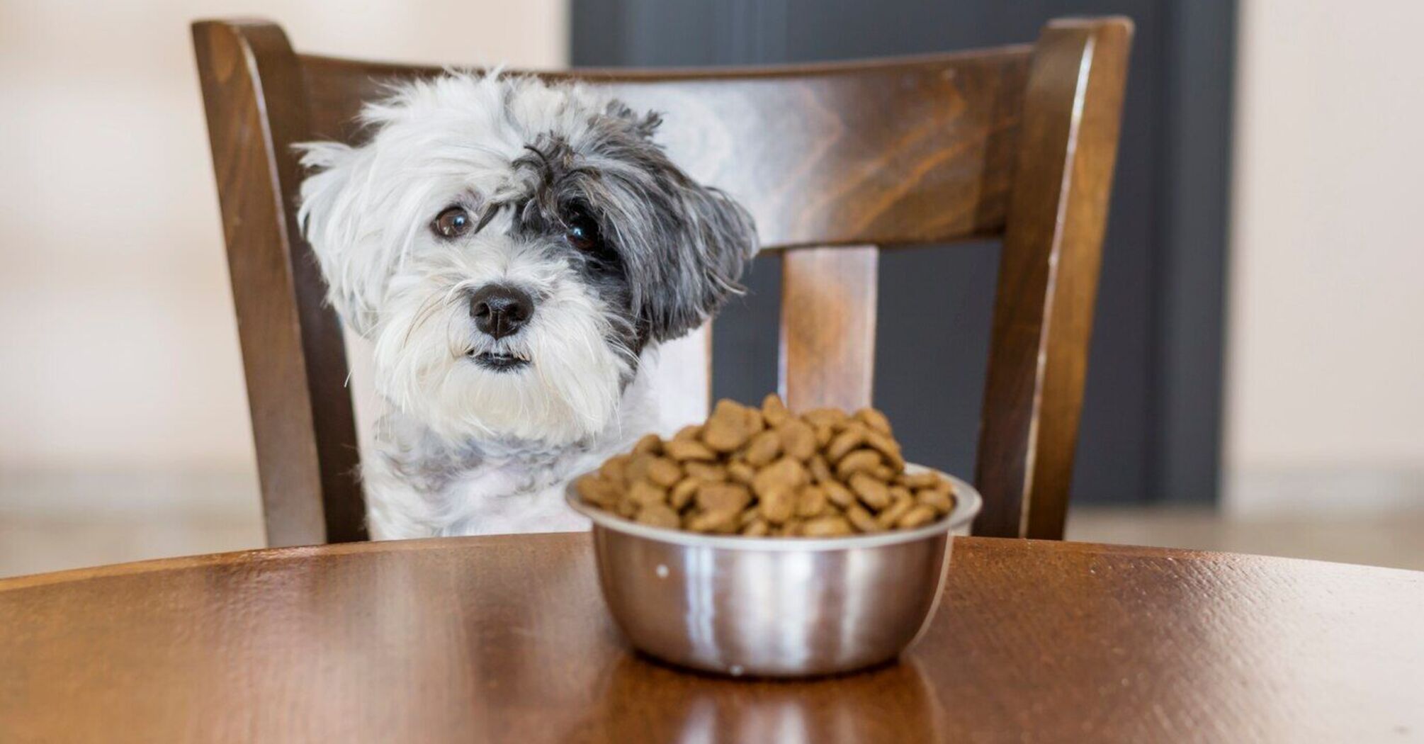 Dog owners warned about the danger of popular treats: "werewolf syndrome" occurs