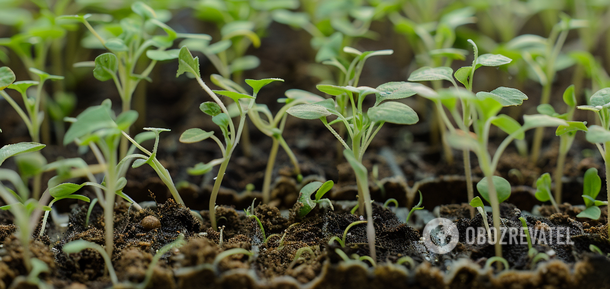 Jak przyspieszyć wzrost sadzonek: jak podlewać