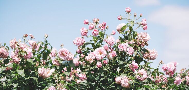 How to fertilize roses so that they bloom profusely in spring: homemade fertilizer