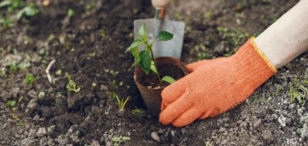 Nie wymaga przesadzania: jak wyhodować zdrowe sadzonki papryki