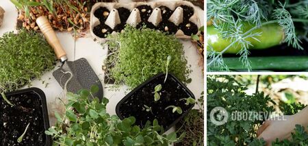 Kiedy siać koper i pietruszkę, aby uzyskać szybkie zbiory