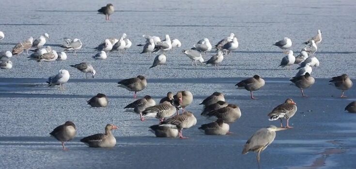 About 500 geese flood Prykarpattia water body. Unique video