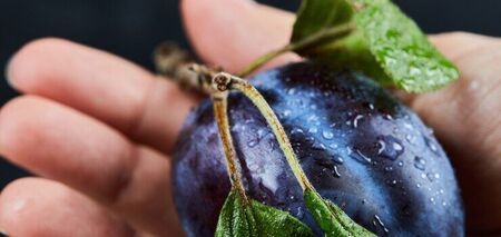 Kiedy przycinać śliwę: wskazówki od doświadczonych letnich mieszkańców