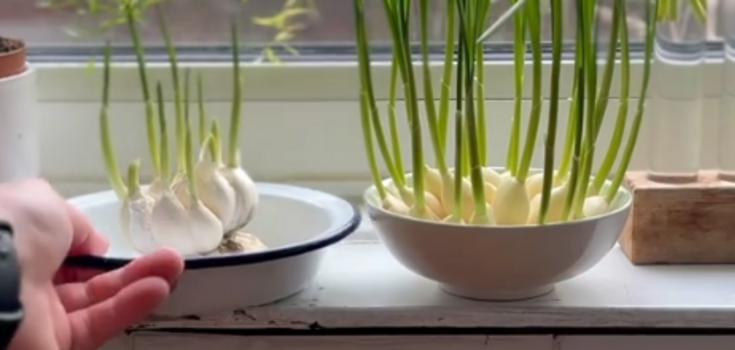 How to re-use sprouted garlic cloves: a clever life hack