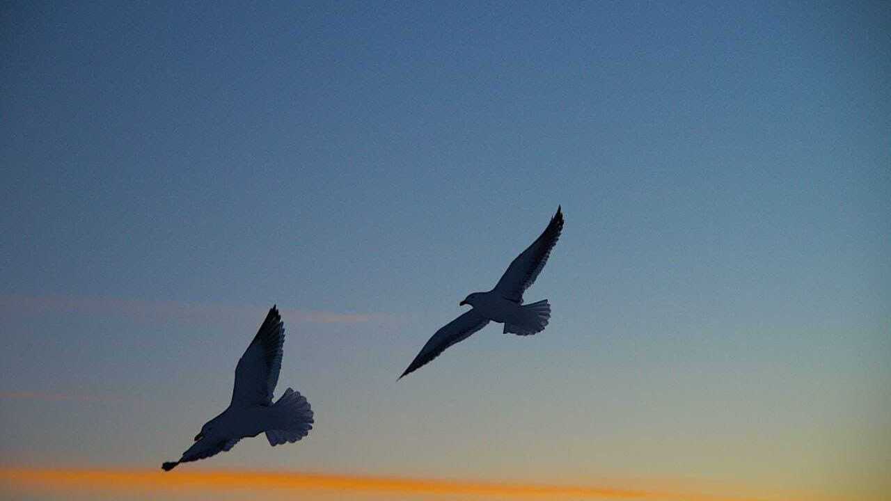 Ornithologist names birds endangered in Ukraine due to the war
