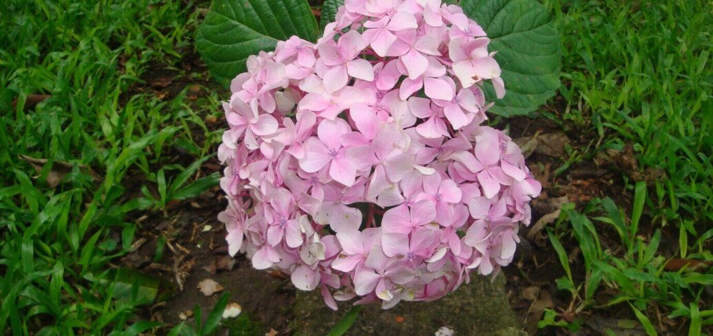 When to prune hydrangeas to keep them blooming for years: the best time has been named