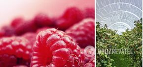 Jak nawozić maliny, aby znacznie zwiększyć plony: porady ekspertów