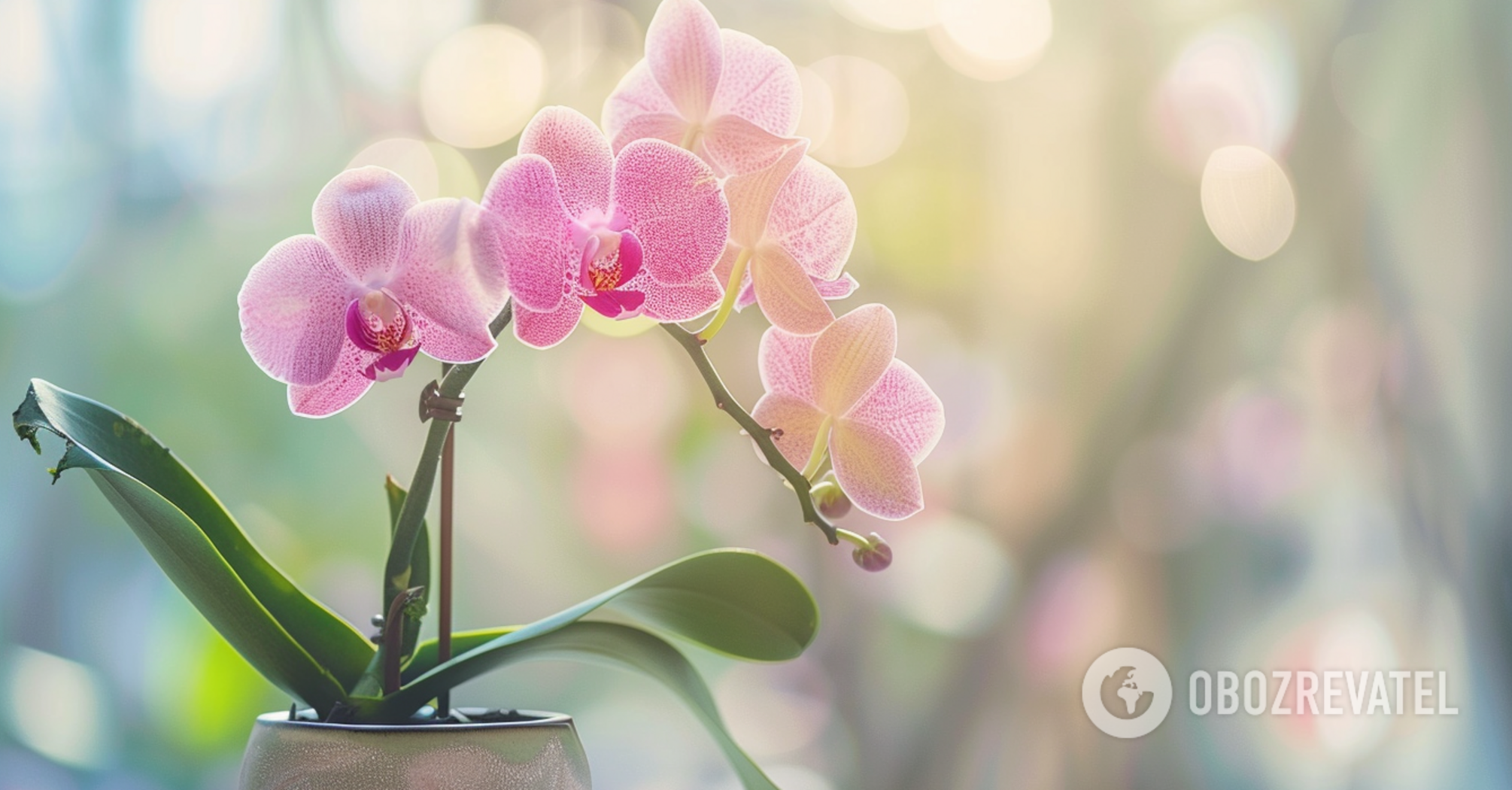 When to repot an orchid: the best time is named