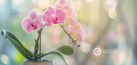 Kiedy przesadzić orchideę: najlepszy czas to wiosna