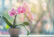 When to repot an orchid: the best time is named