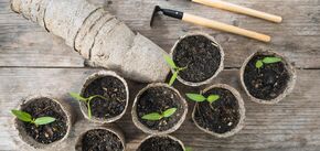 Kiedy siać cukinię na sadzonki: wskazówki dotyczące dobrych zbiorów