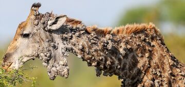 W Republice Południowej Afryki sfotografowano żyrafę cierpiącą na rzadką chorobę: całe ciało zwierzęcia pokryte jest naroślami