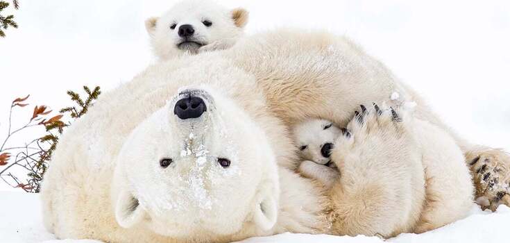 Zoologists managed to capture polar bear cubs leaving their den for the first time after 10 years of observation