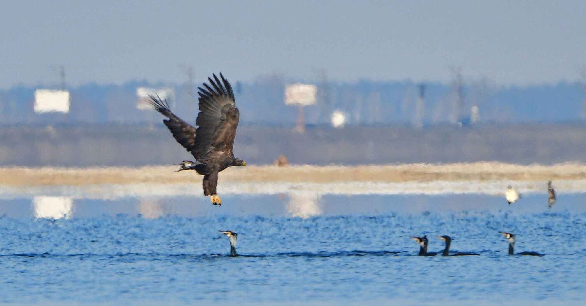 Walka na śmierć i życie. Głodny orzeł i kormoran walczą o zdobycz: fotograf uchwycił prawdziwą "akcję" w Czerkasach