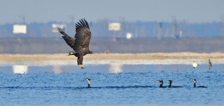 A battle to the death. A hungry eagle and a cormorant fight for prey: a photographer captured a real "action" in Cherkasy