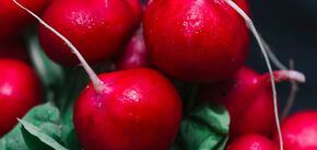 Istnieją trzy wskazówki: jak uprawiać soczyste rzodkiewki